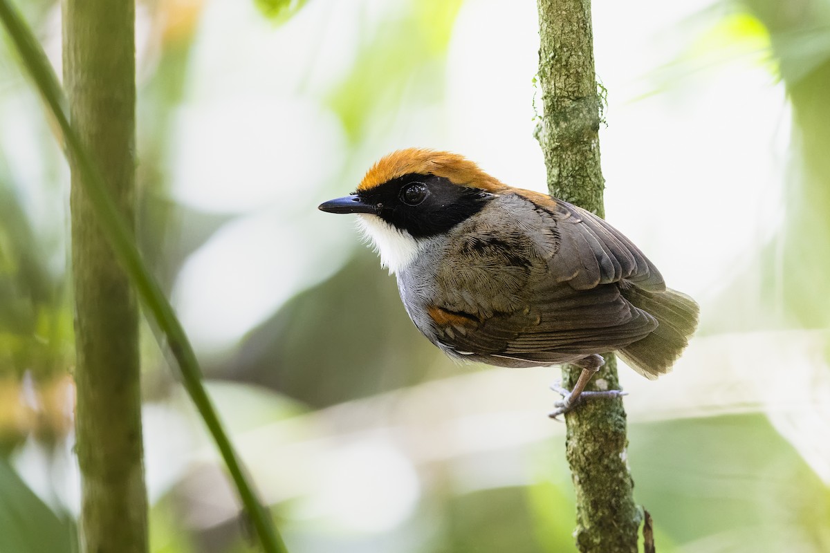 Чернощёкий гусеницеед - ML645986595