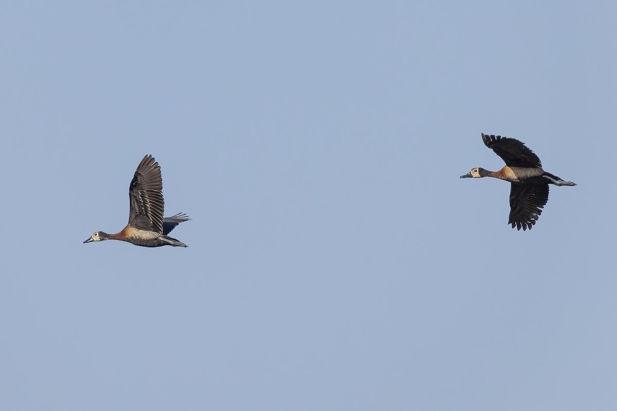 Белолицая древесная утка - ML645986596