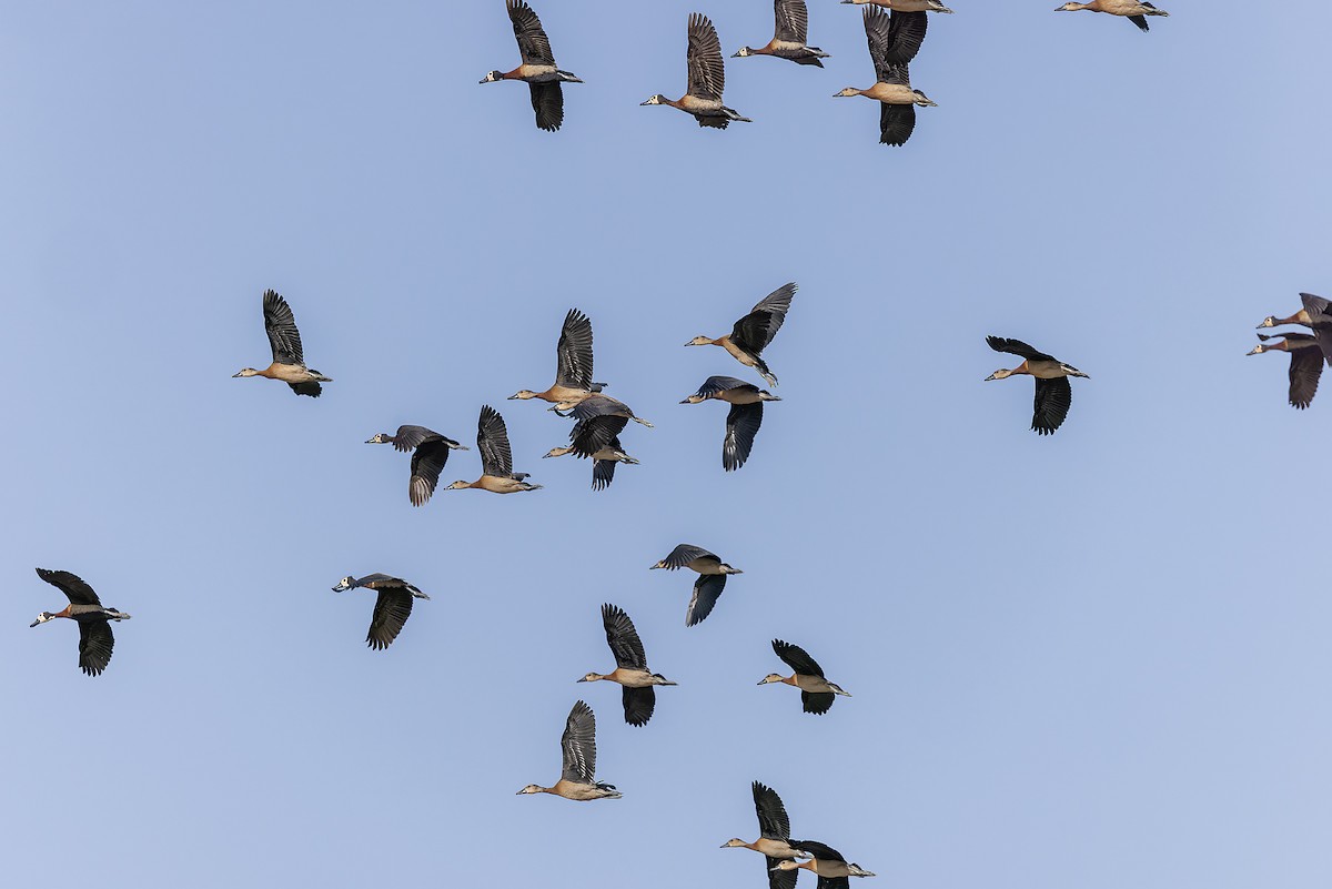 Белолицая древесная утка - ML645986597