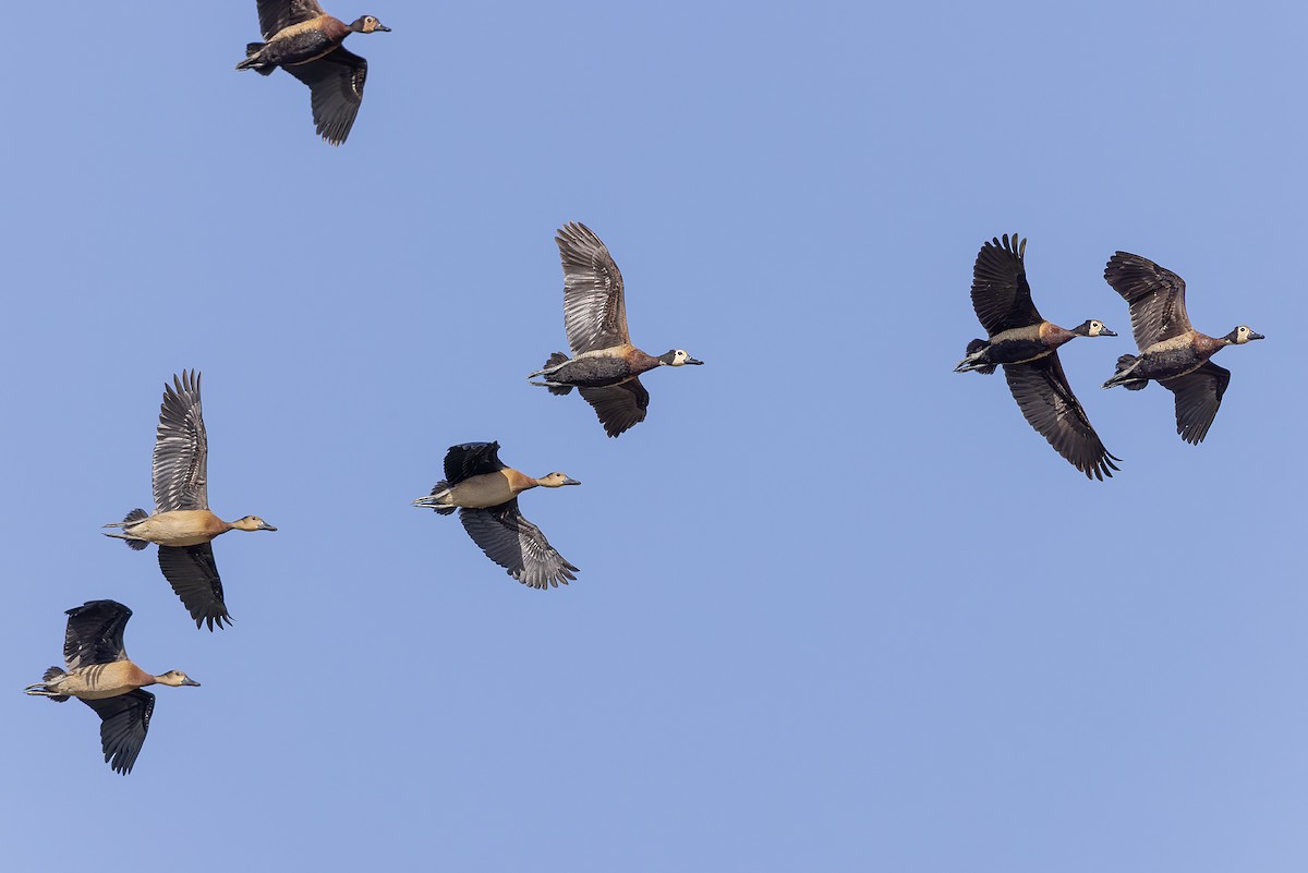 Белолицая древесная утка - ML645986598