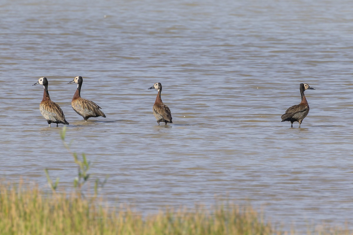 Белолицая древесная утка - ML645986599