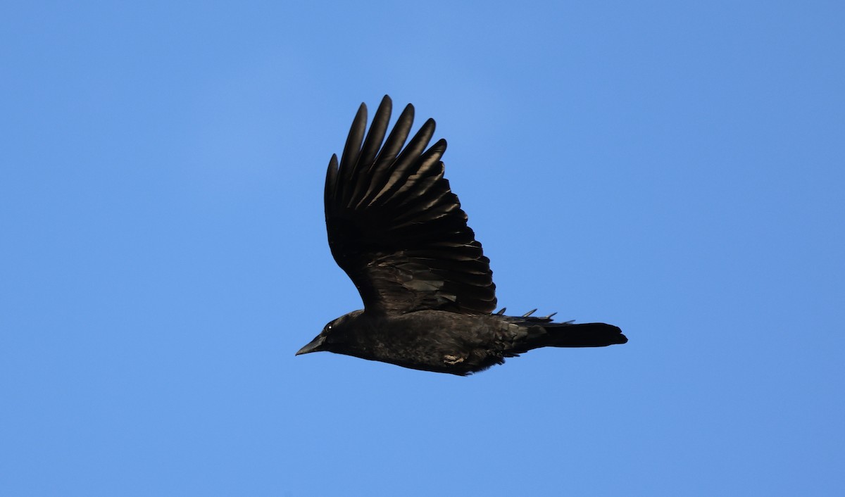 Американская ворона - ML645986600