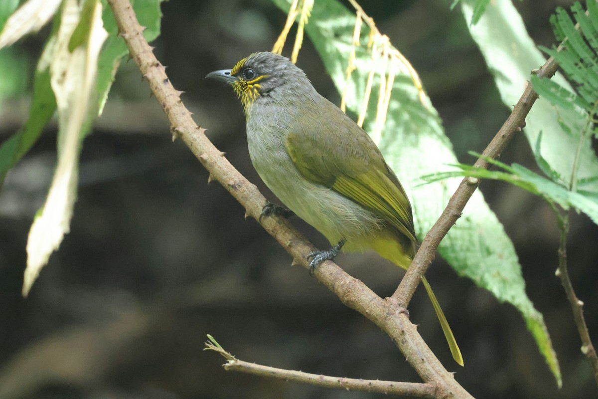 Stripe-throated Bulbul - ML645986604