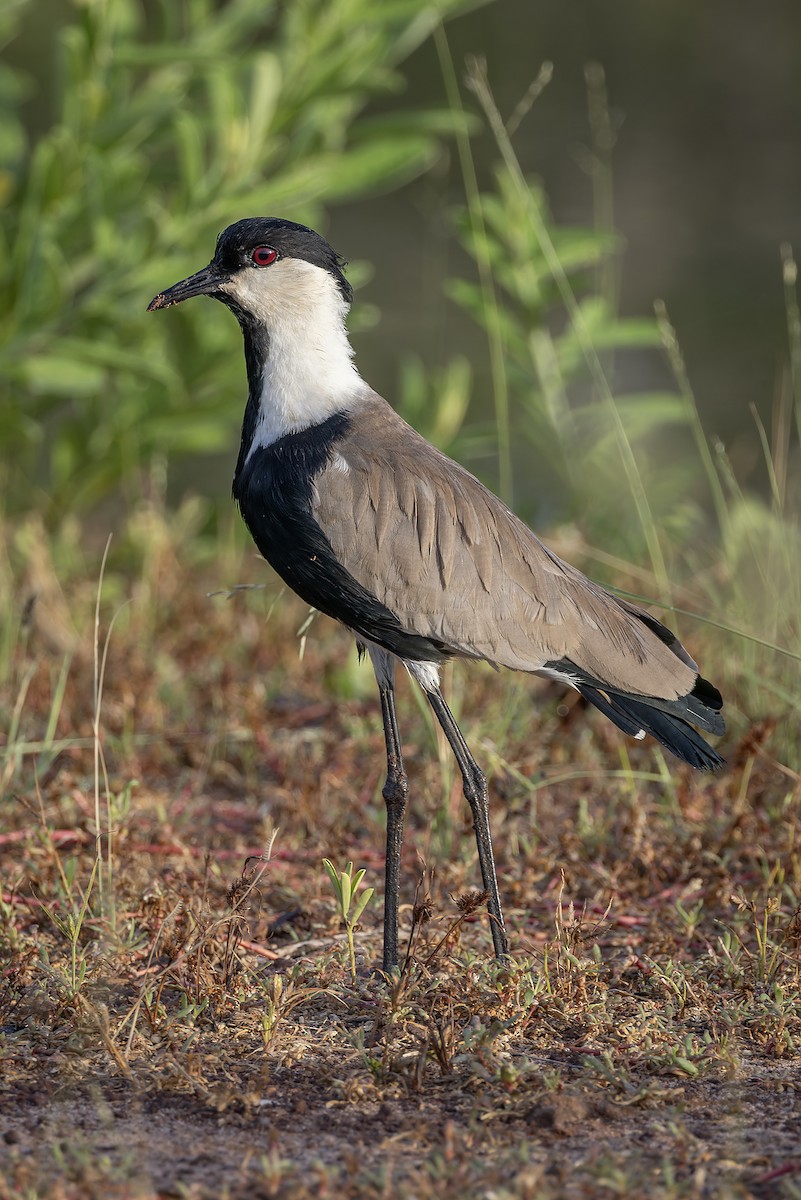 Vanneau à éperons - ML645986607