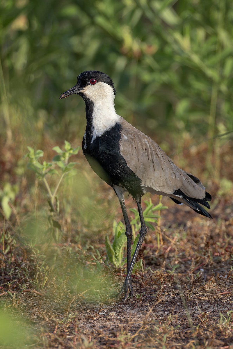 Vanneau à éperons - ML645986608