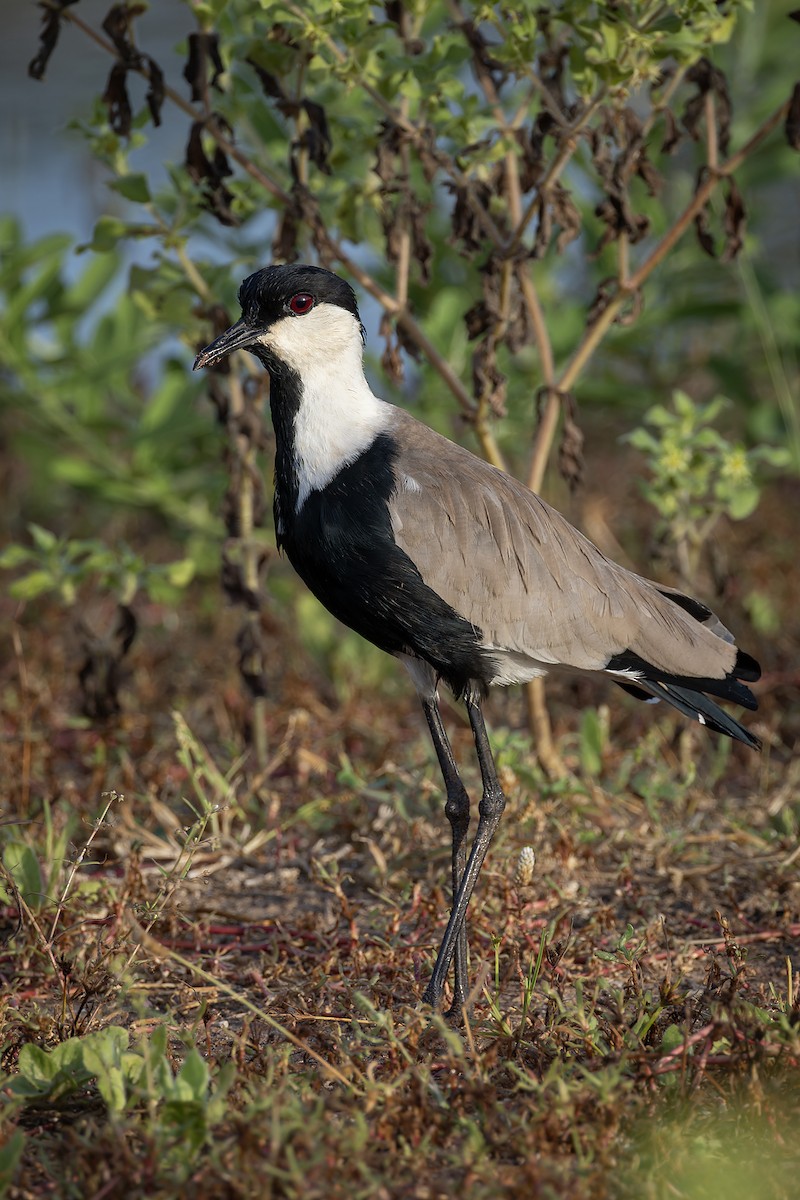 Vanneau à éperons - ML645986609