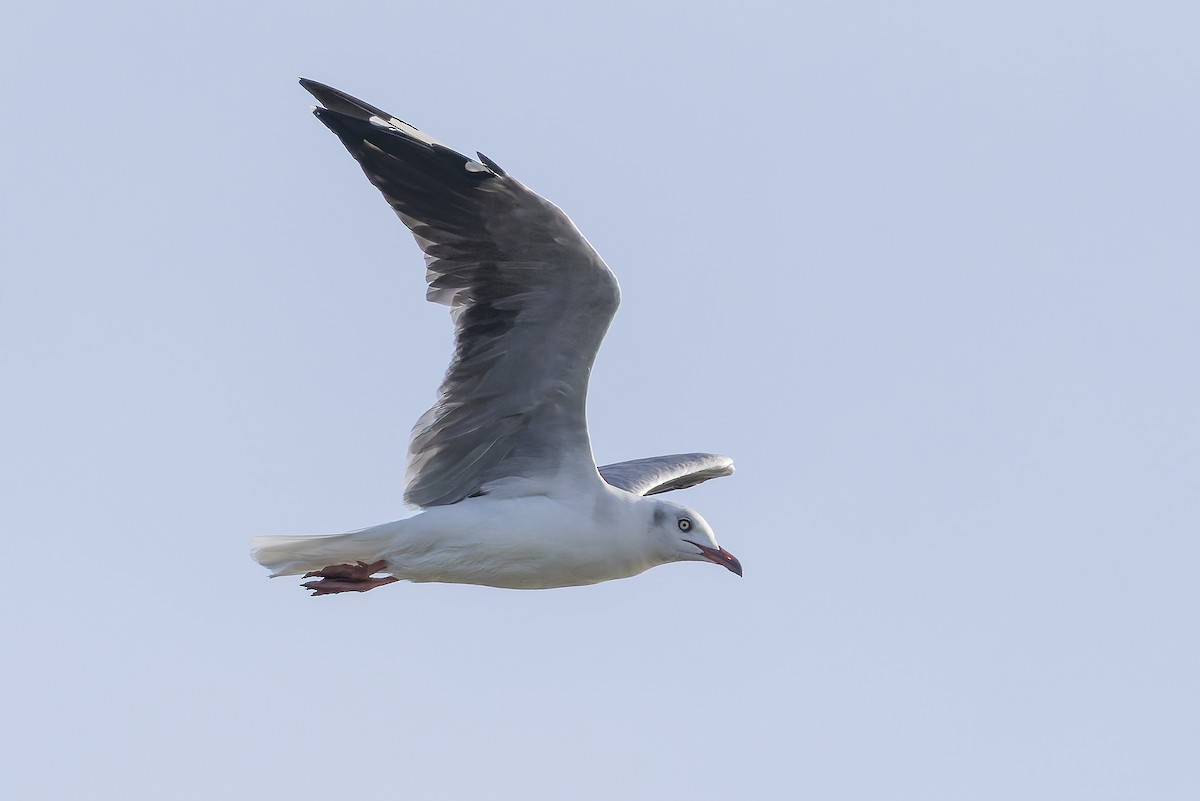 ズアオカモメ - ML645986626