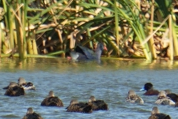 African Swamphen - ML645986629