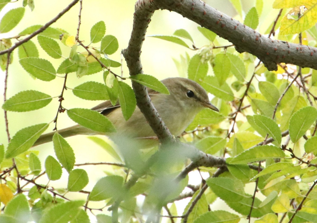 עלווית כהה - ML645986630
