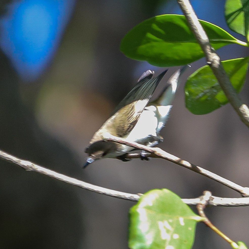 Plain Gerygone - ML645986631