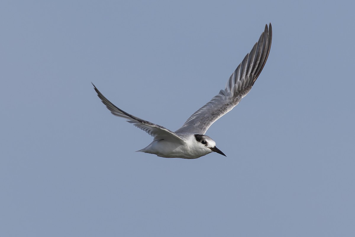 שחפית גמדית - ML645986632