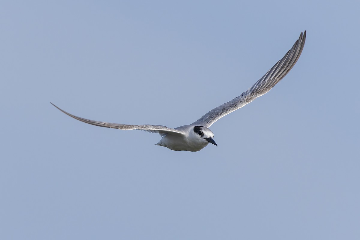 שחפית גמדית - ML645986633