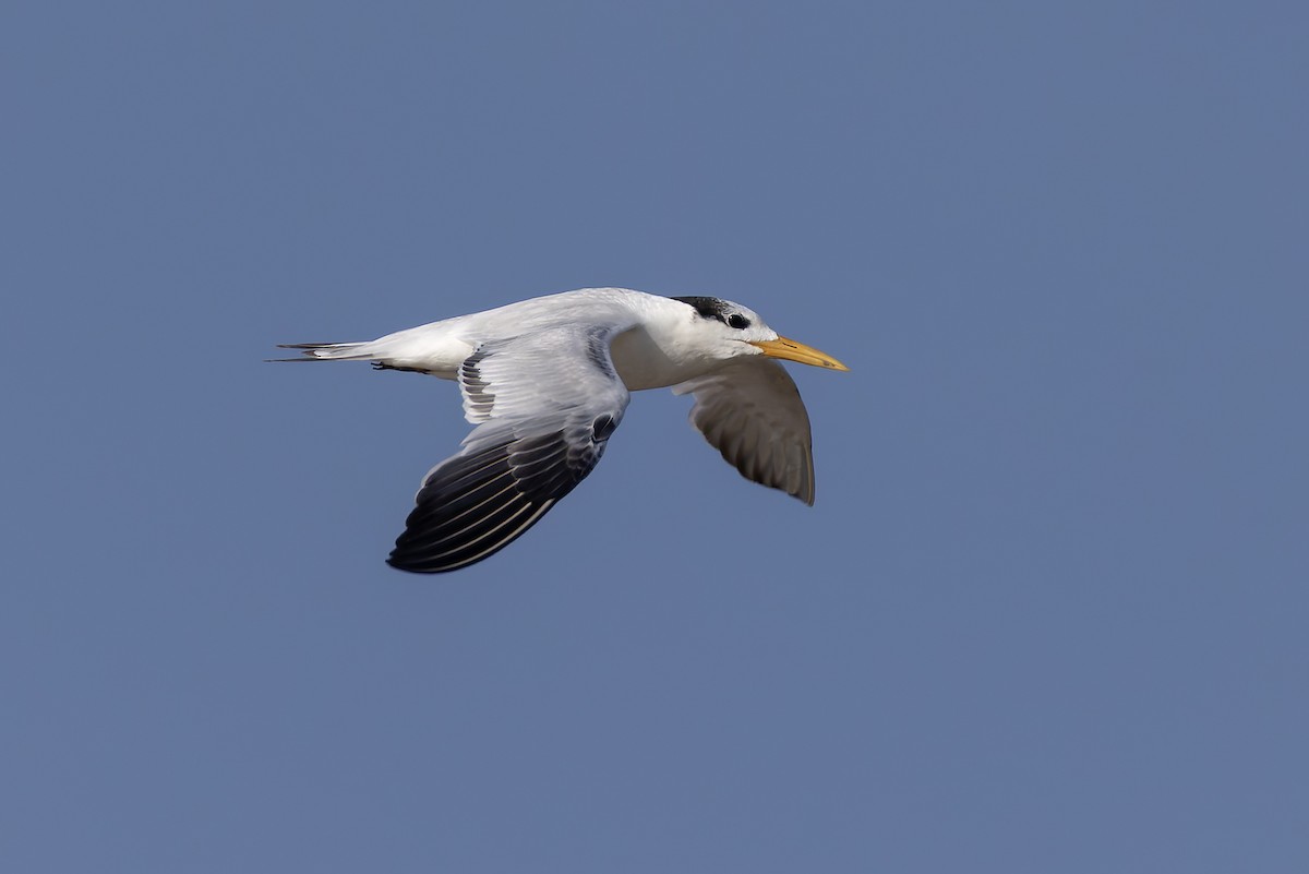 שחפית גמדית - ML645986634