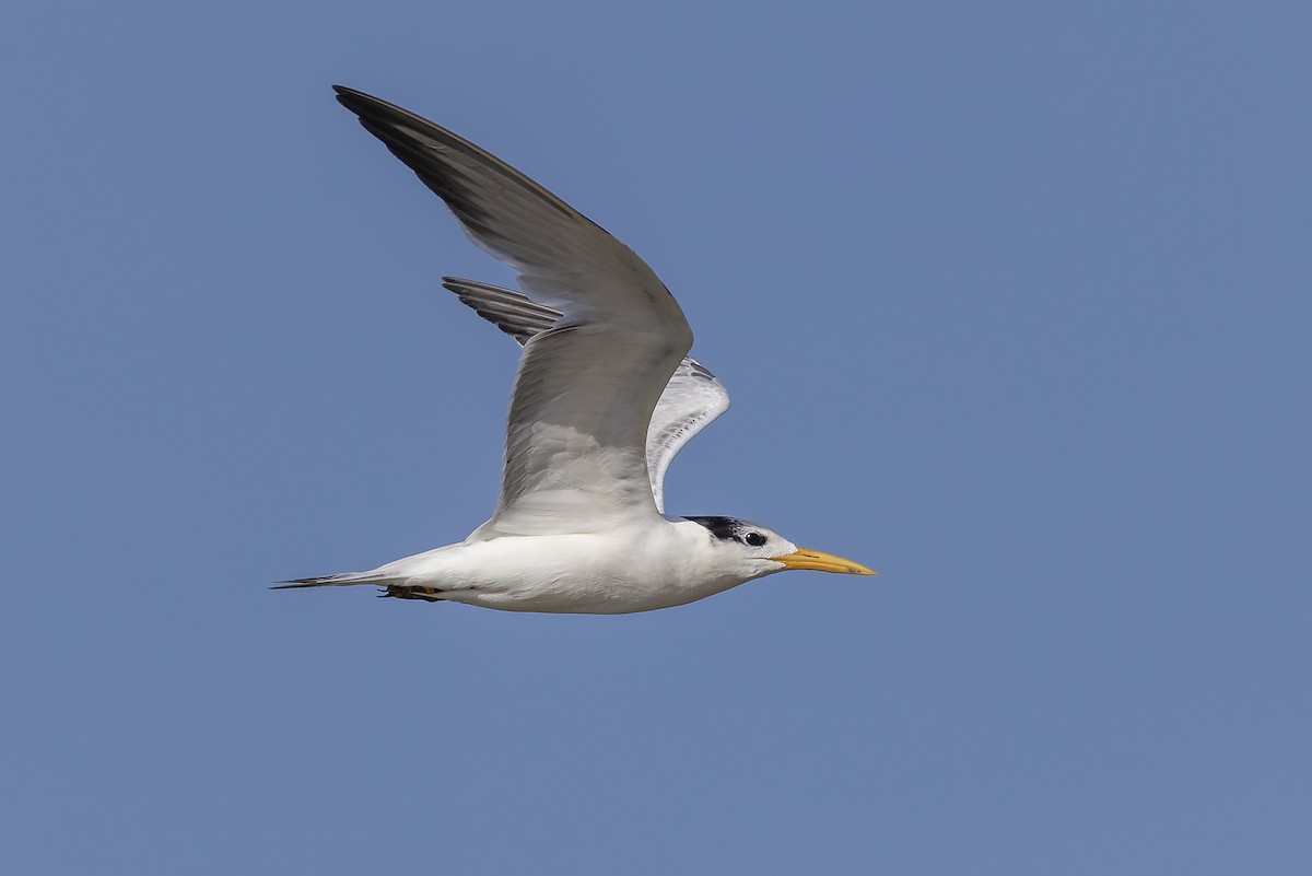 שחפית גמדית - ML645986635