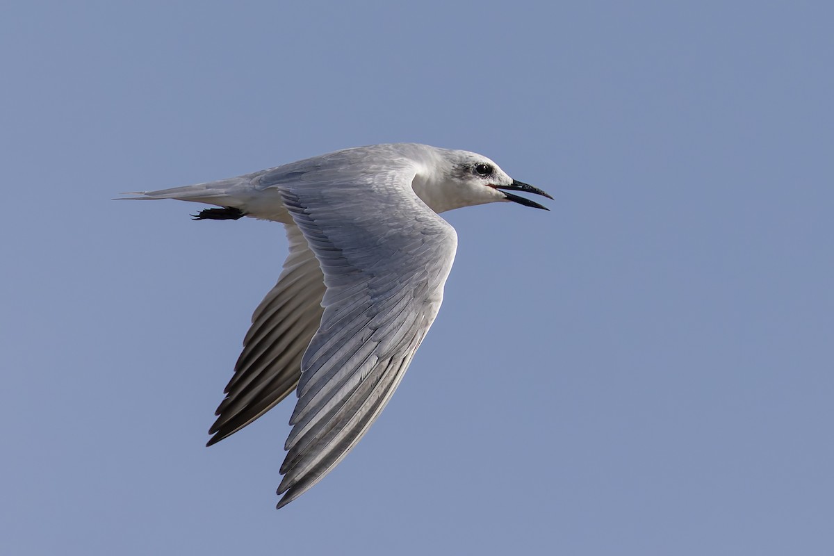 שחפית עבת-מקור - ML645986638