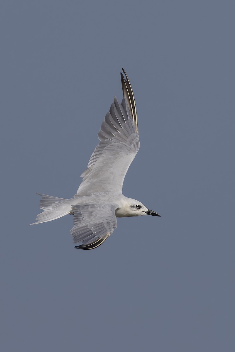 שחפית עבת-מקור - ML645986639