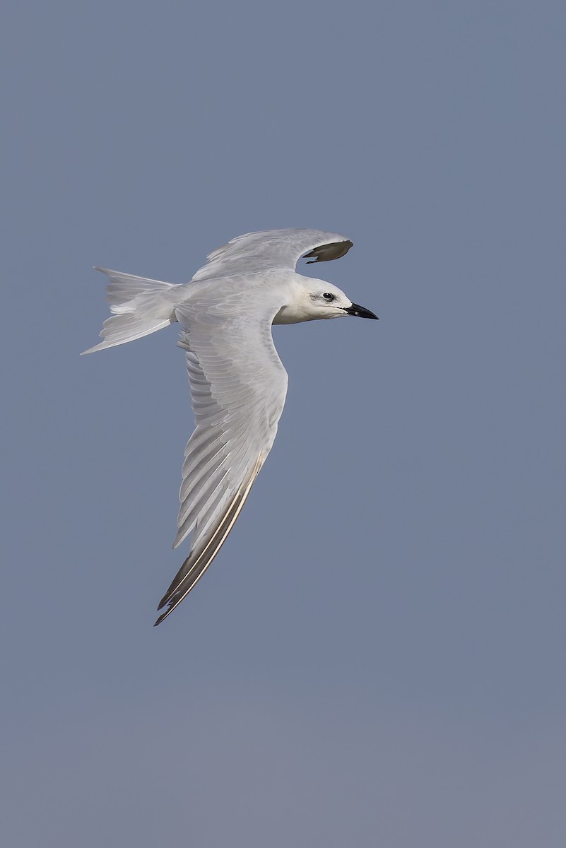 שחפית עבת-מקור - ML645986640
