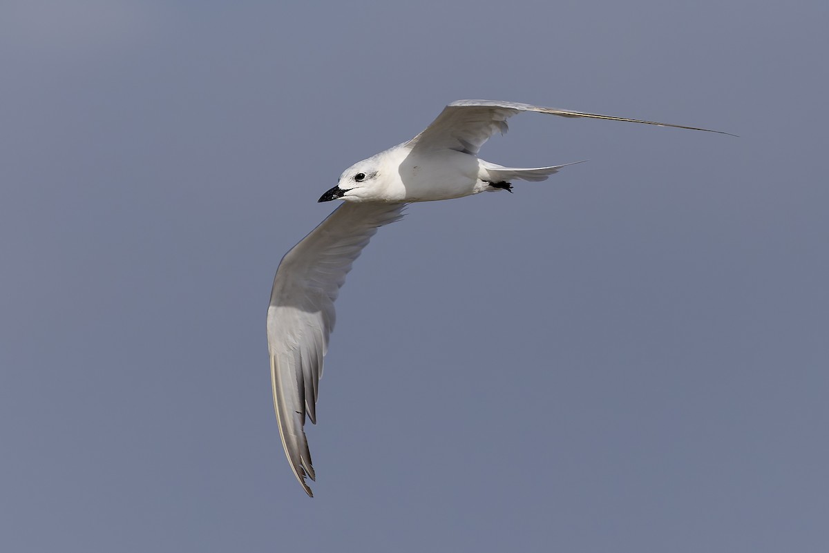 שחפית עבת-מקור - ML645986641