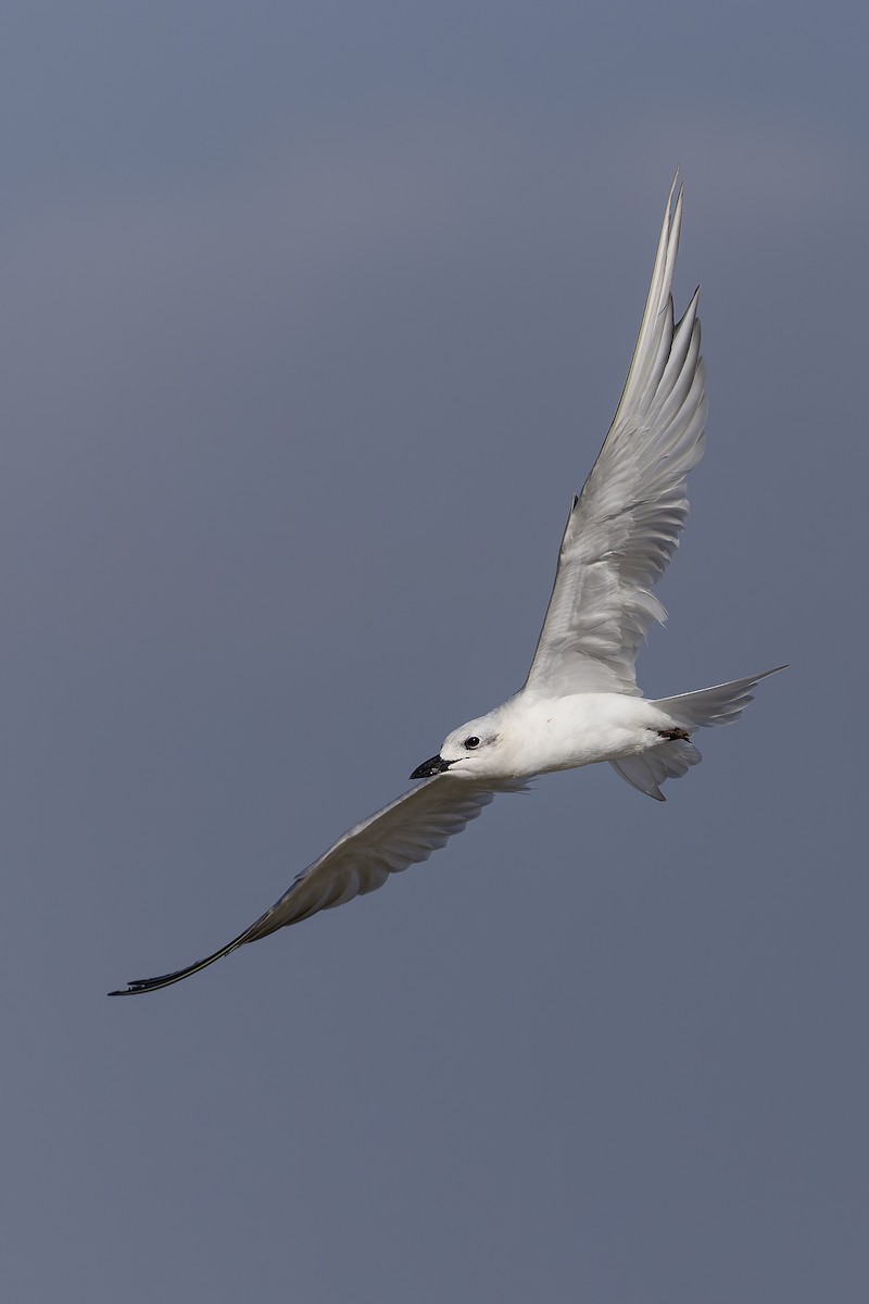 שחפית עבת-מקור - ML645986642