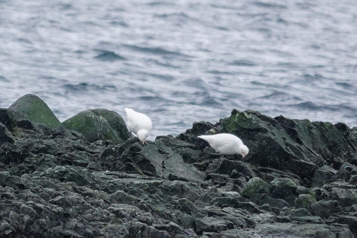 Snowy Sheathbill - ML645986643