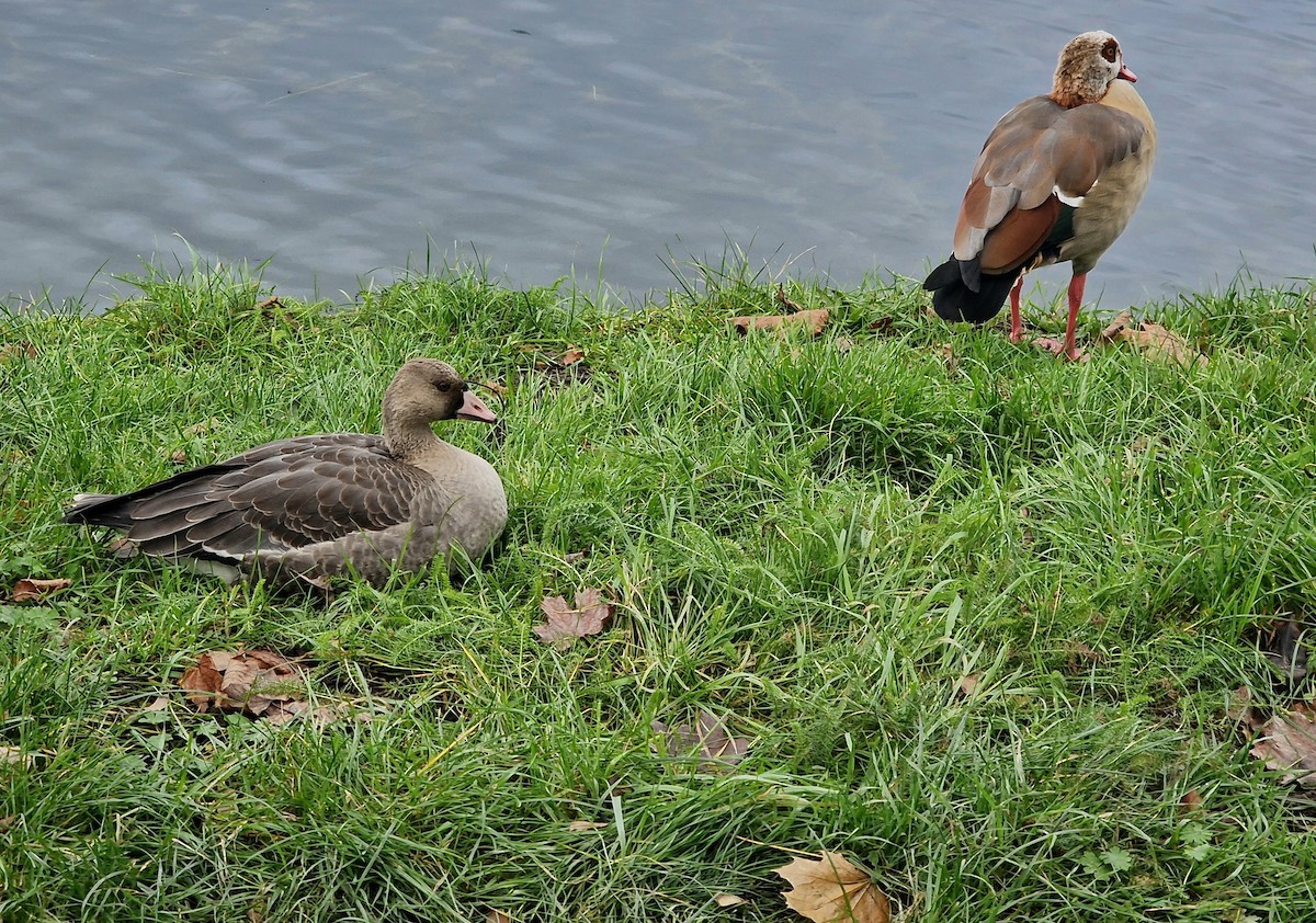 אווז לבן-מצח - ML645986644