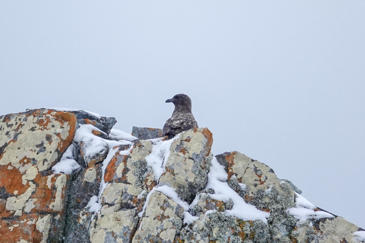 חמסן חום - ML645986645