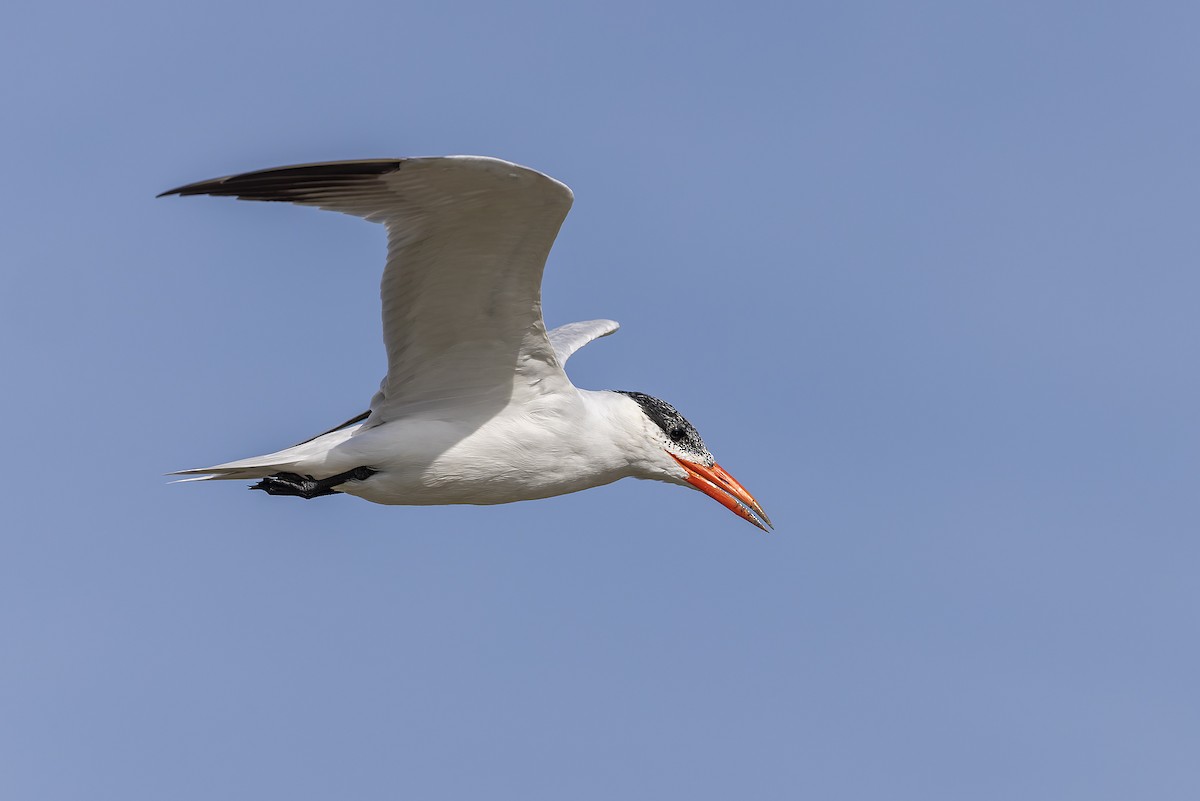 שחפית כספית - ML645986646