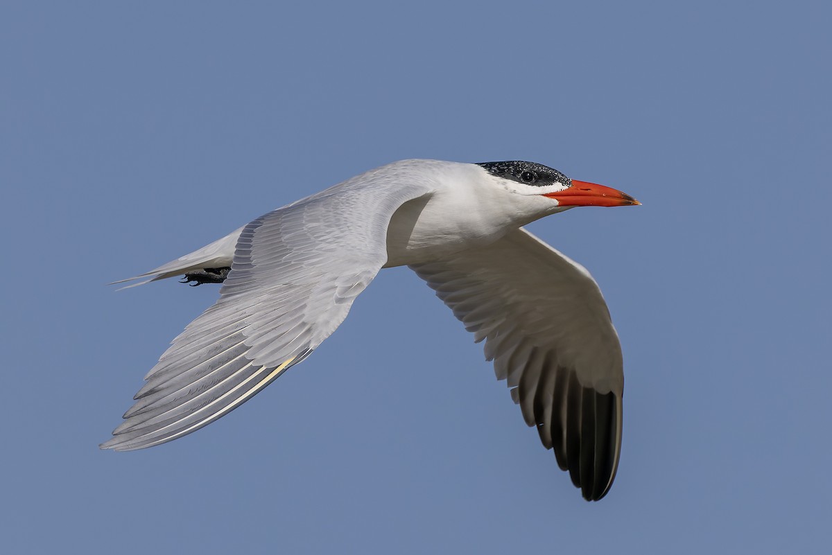 שחפית כספית - ML645986647