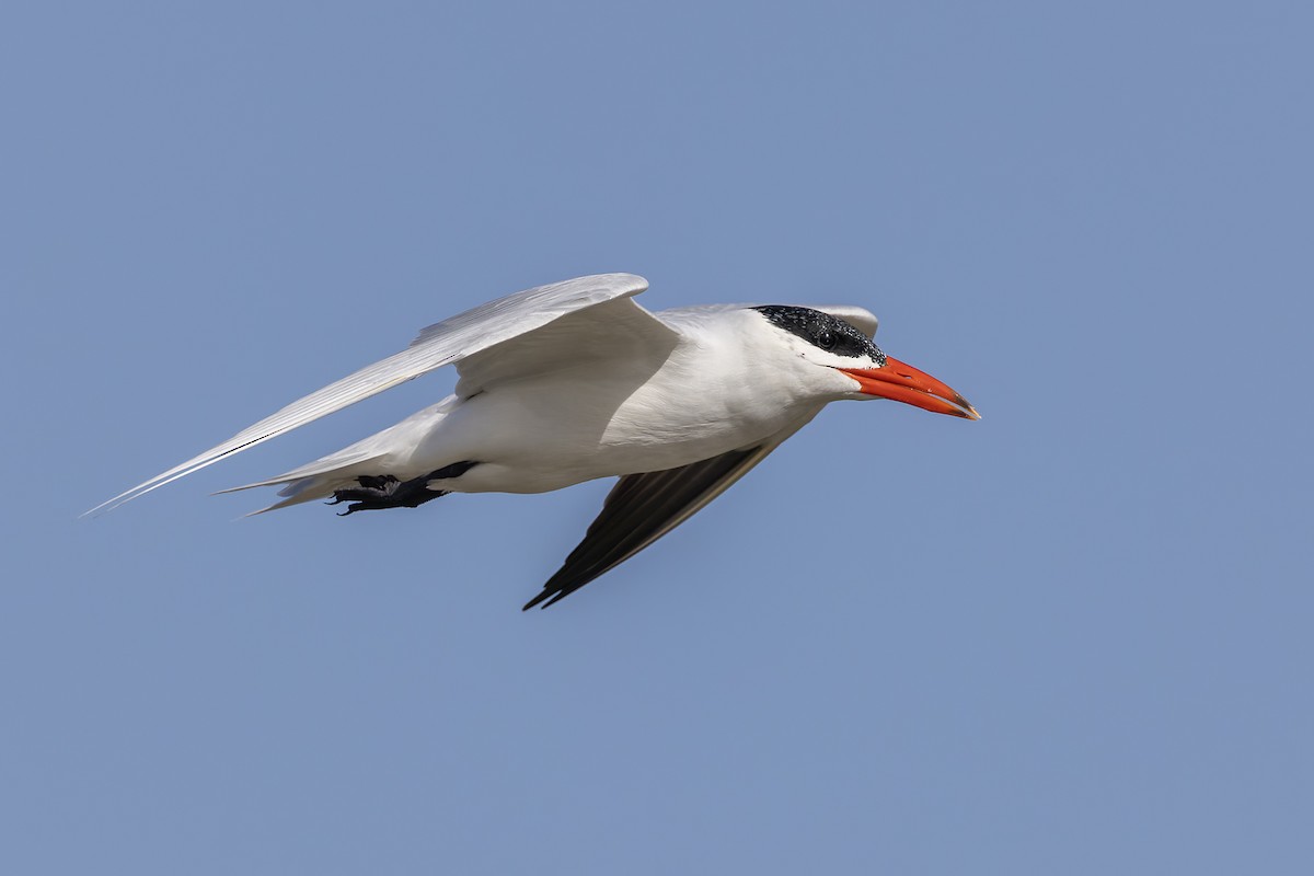 שחפית כספית - ML645986649