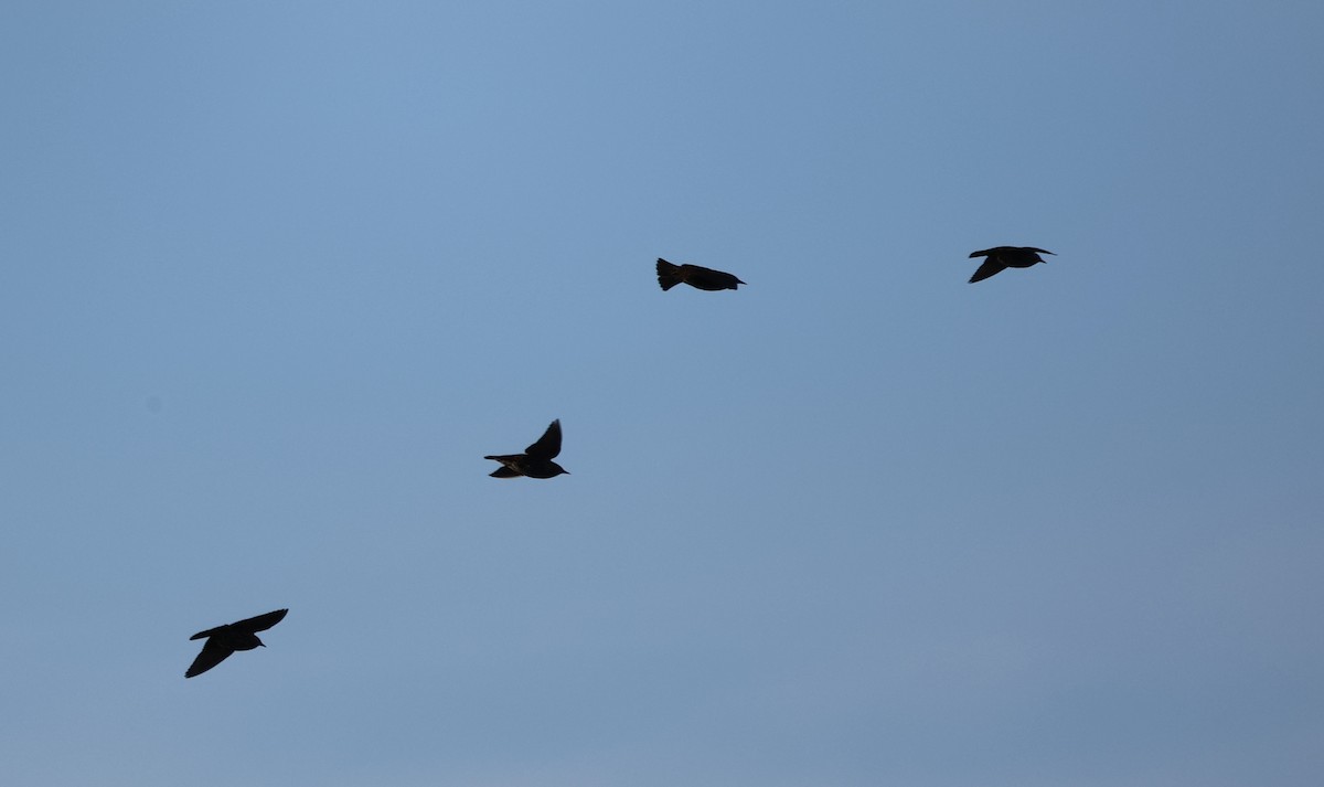 זרזיר מצוי - ML645986650