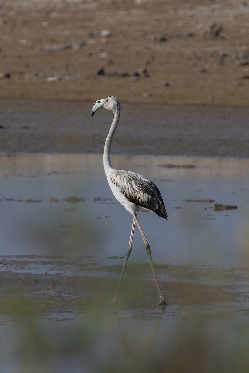 פלמינגו גדול - ML645986652