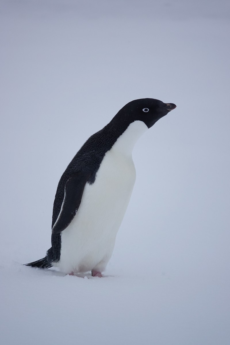 Adelie Penguin - ML645986656