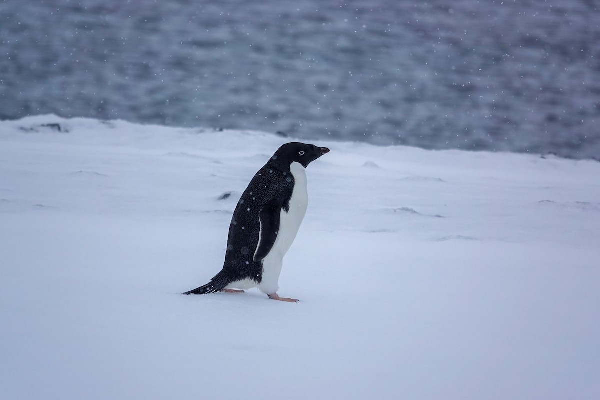 Adelie Penguin - ML645986659