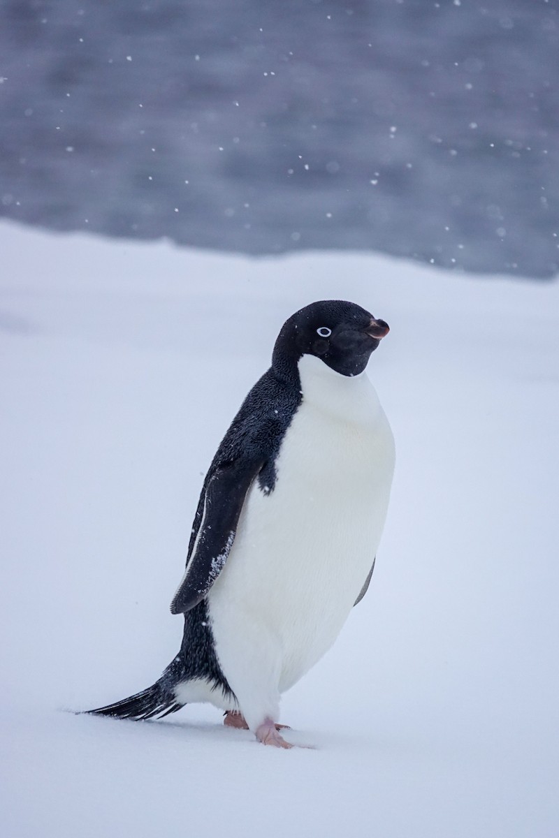 Adelie Penguin - ML645986660