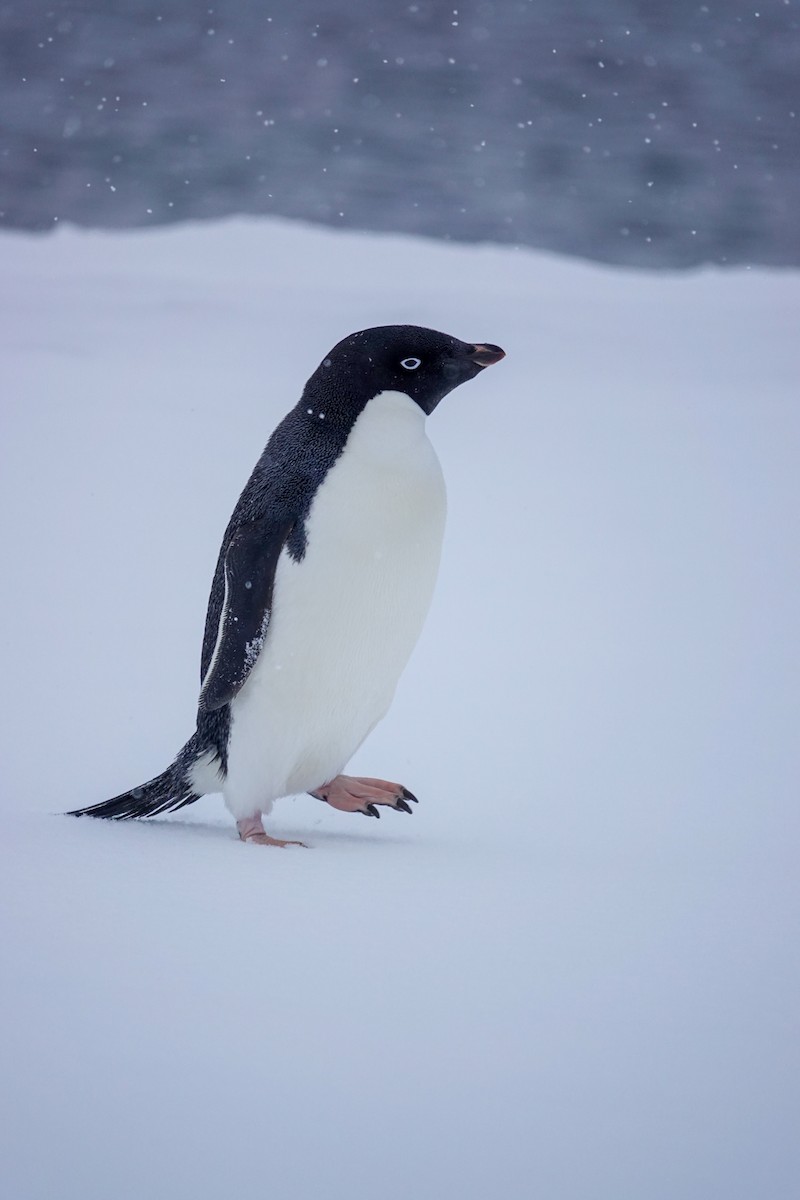 Adelie Penguin - ML645986661