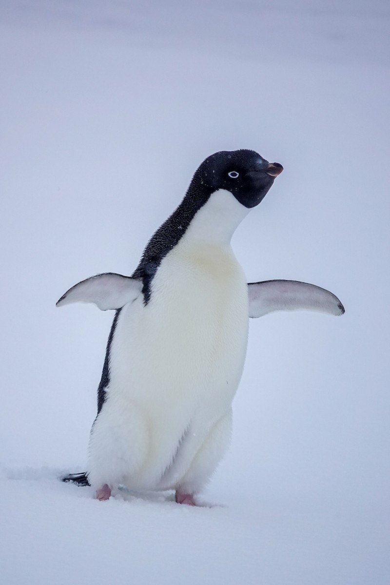 Adelie Penguin - ML645986662