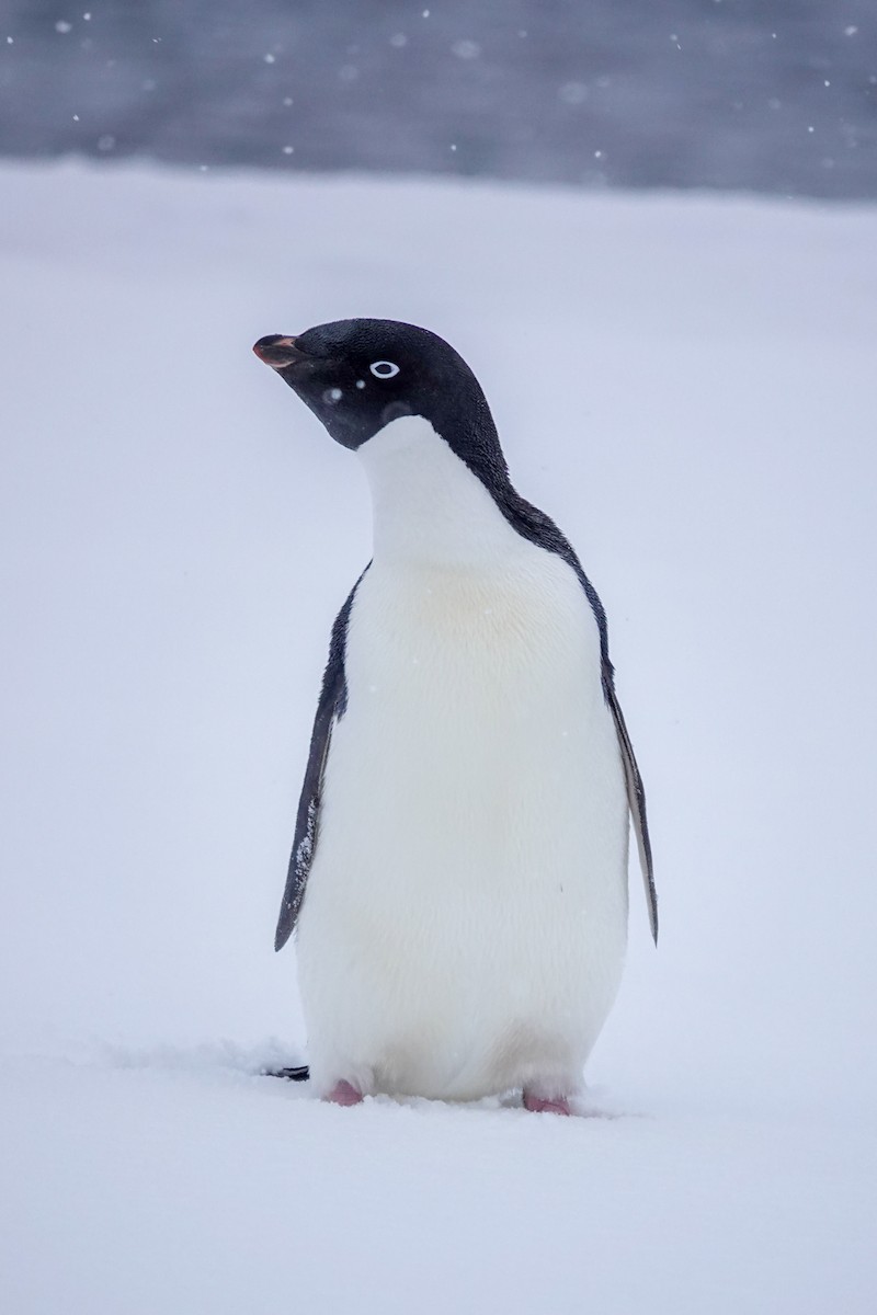 Adelie Penguin - ML645986664