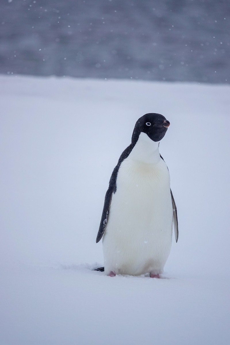 Adelie Penguin - ML645986665
