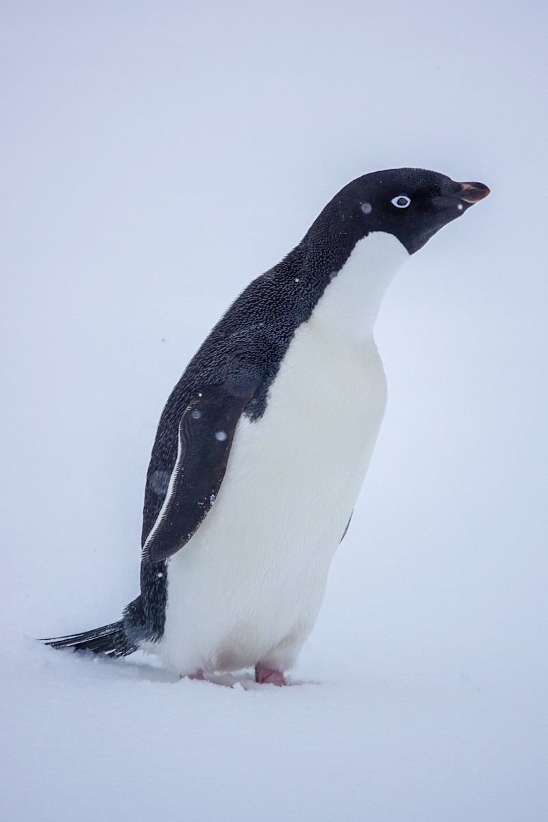 Adelie Penguin - ML645986666