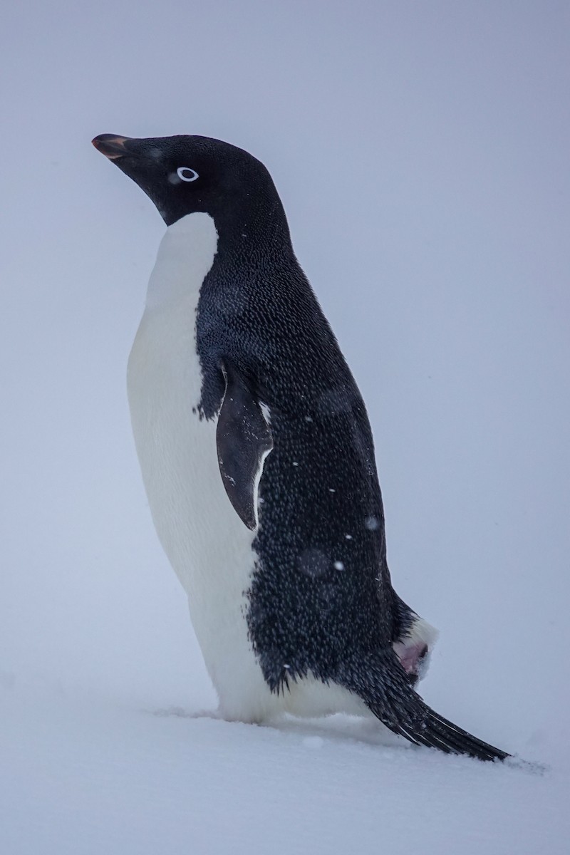 Adelie Penguin - ML645986667