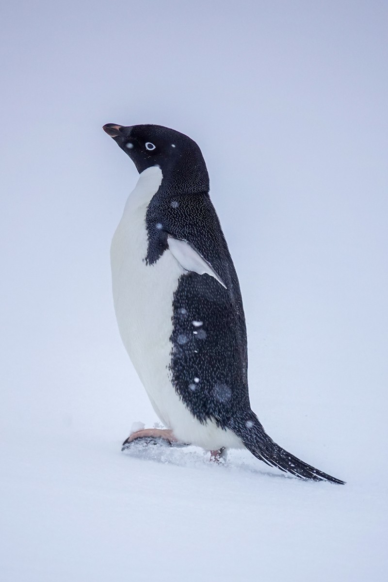 Adelie Penguin - ML645986668