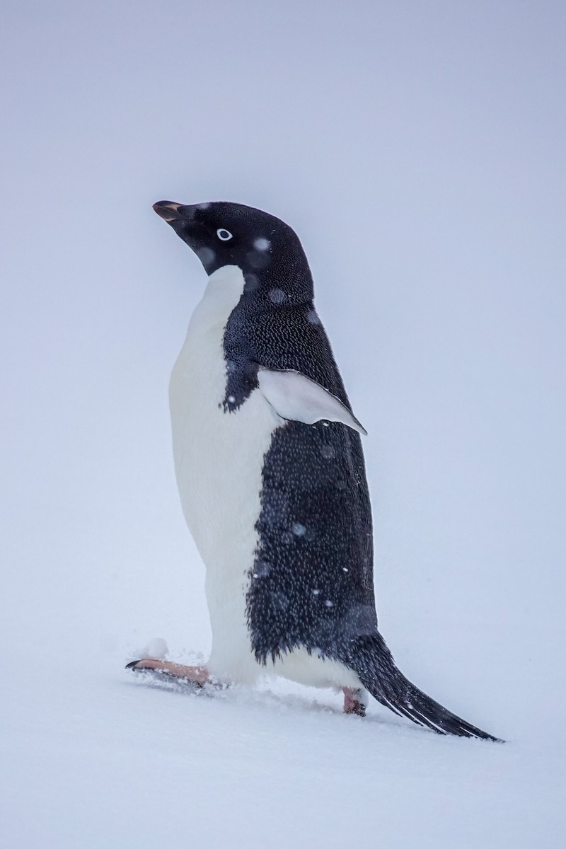 Adelie Penguin - ML645986669