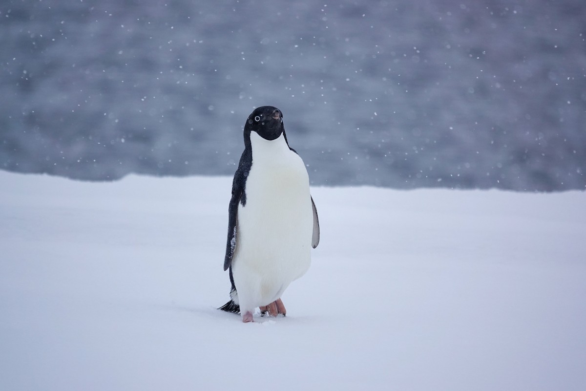 Adelie Penguin - ML645986670