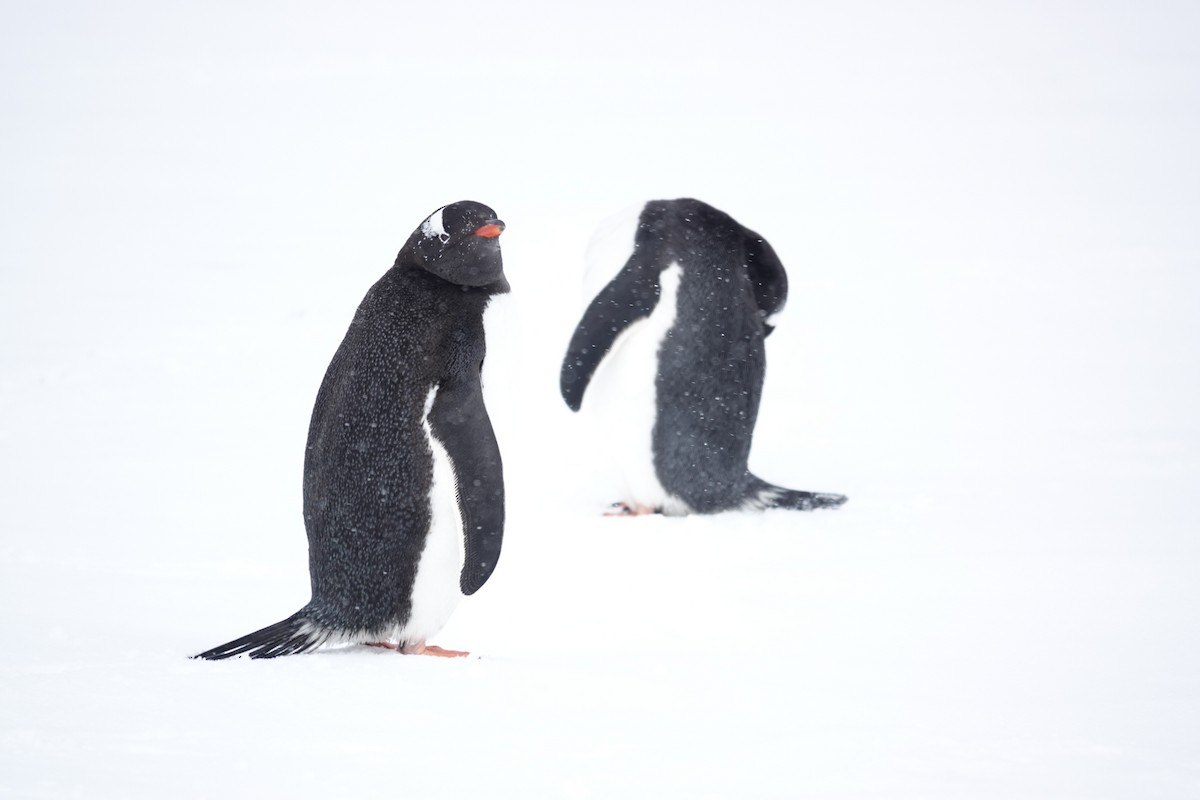 Gentoo Penguin - ML645986688