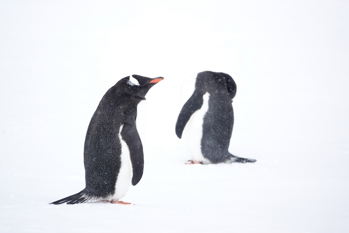 Gentoo Penguin - ML645986689