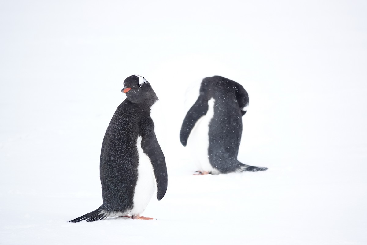 Gentoo Penguin - ML645986690