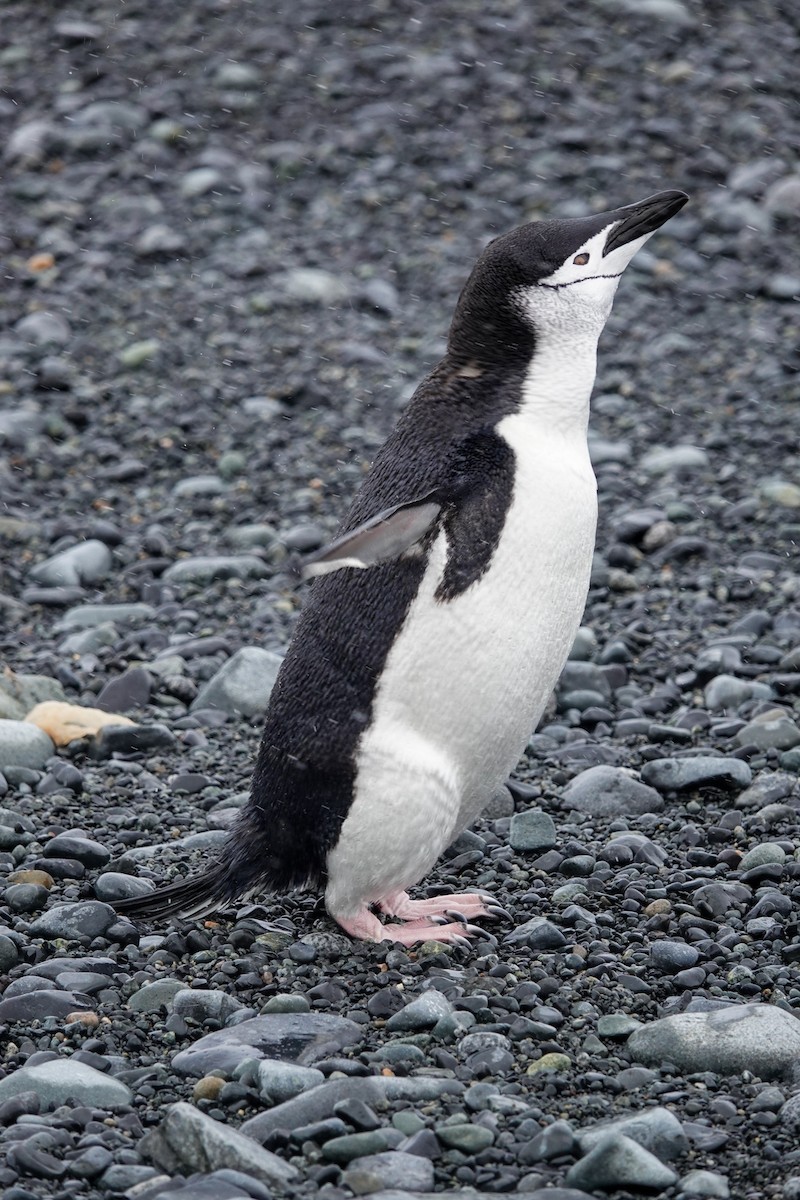 Chinstrap Penguin - ML645986692