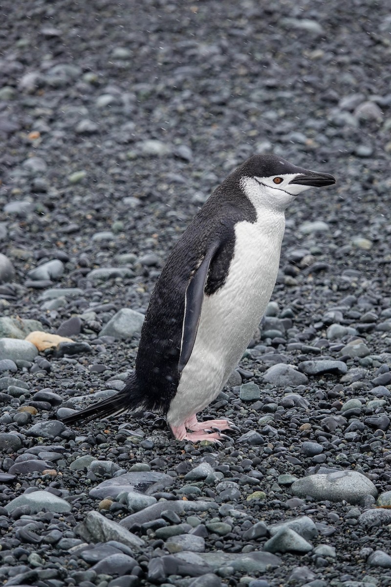 Chinstrap Penguin - ML645986693