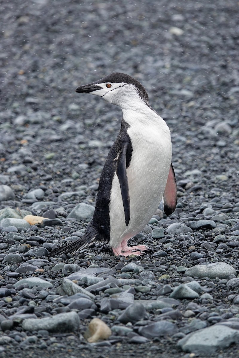 Chinstrap Penguin - ML645986694