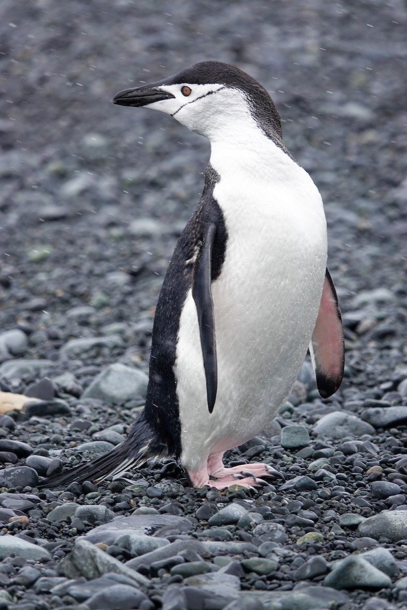 Chinstrap Penguin - ML645986695
